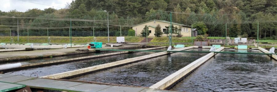 Projektowanie i budowa systemów akwakulturowych (RAS) do produkcji ryb Projektowanie i budowa systemów akwakulturowych (RAS) do produkcji ryb