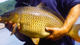 karp