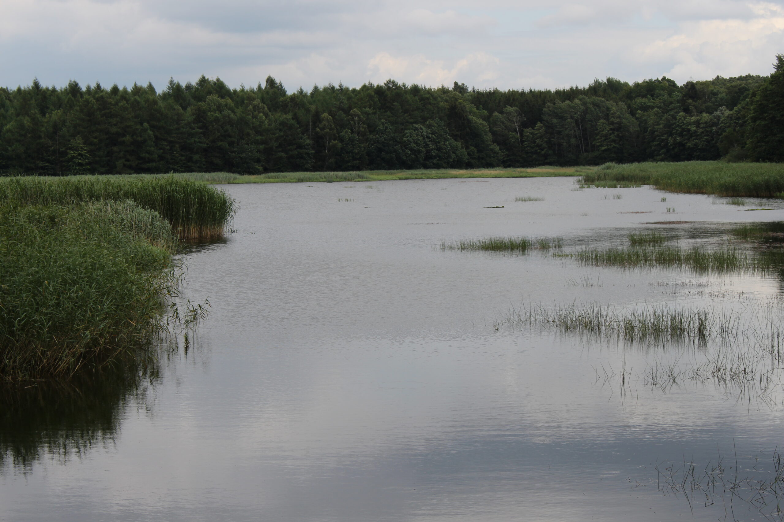 Staw 1 Staw 1