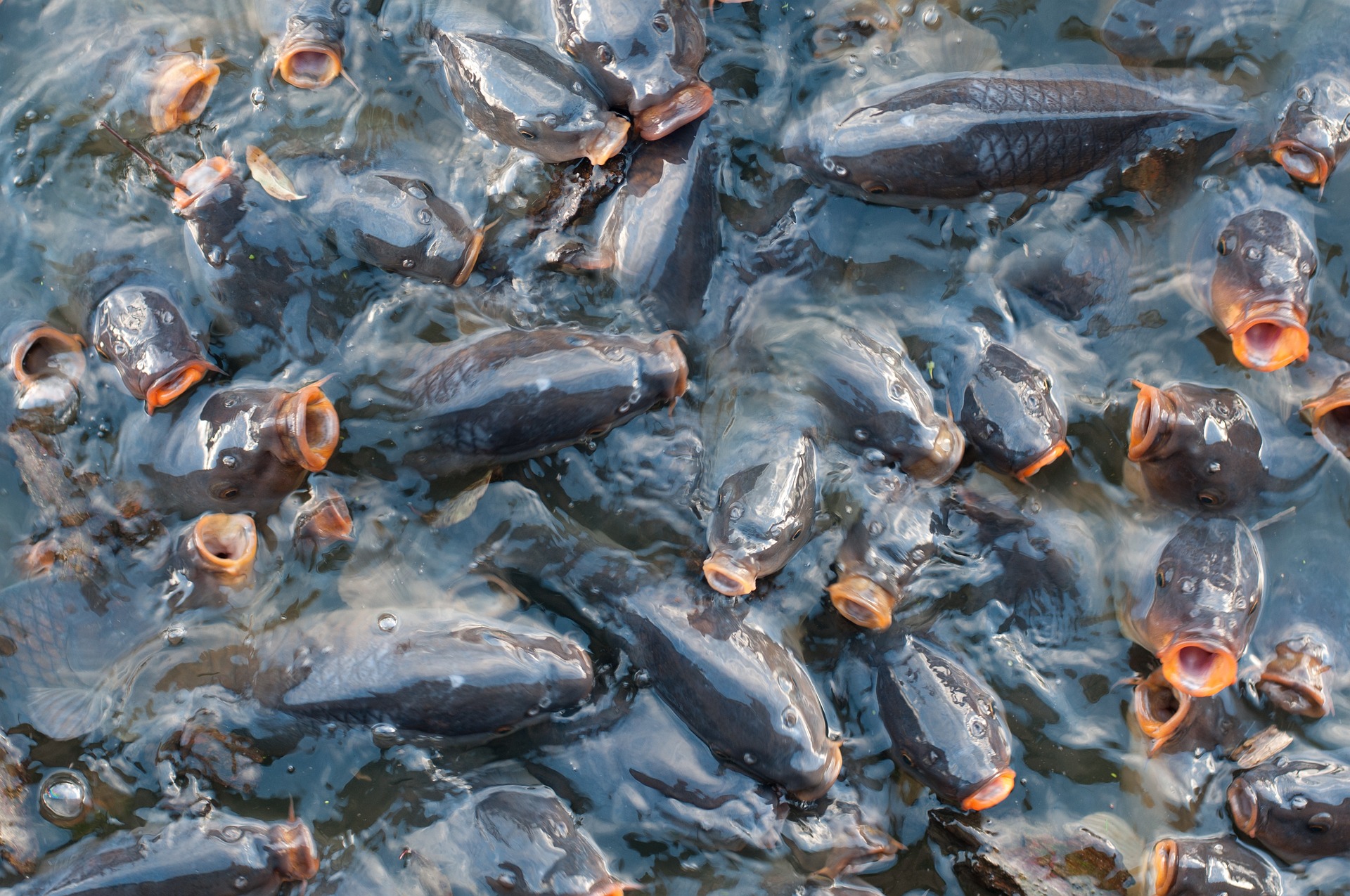 fish-818201_1920 fish-818201_1920